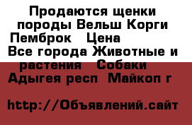Продаются щенки породы Вельш Корги Пемброк › Цена ­ 40 000 - Все города Животные и растения » Собаки   . Адыгея респ.,Майкоп г.
